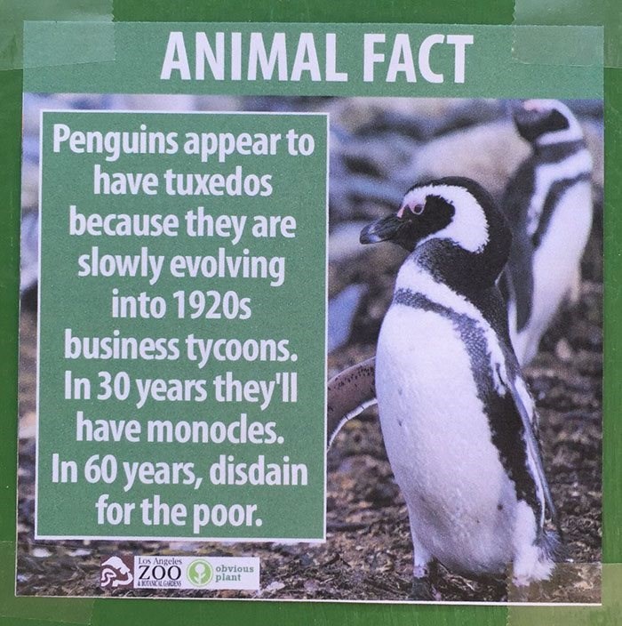 Big Penguin